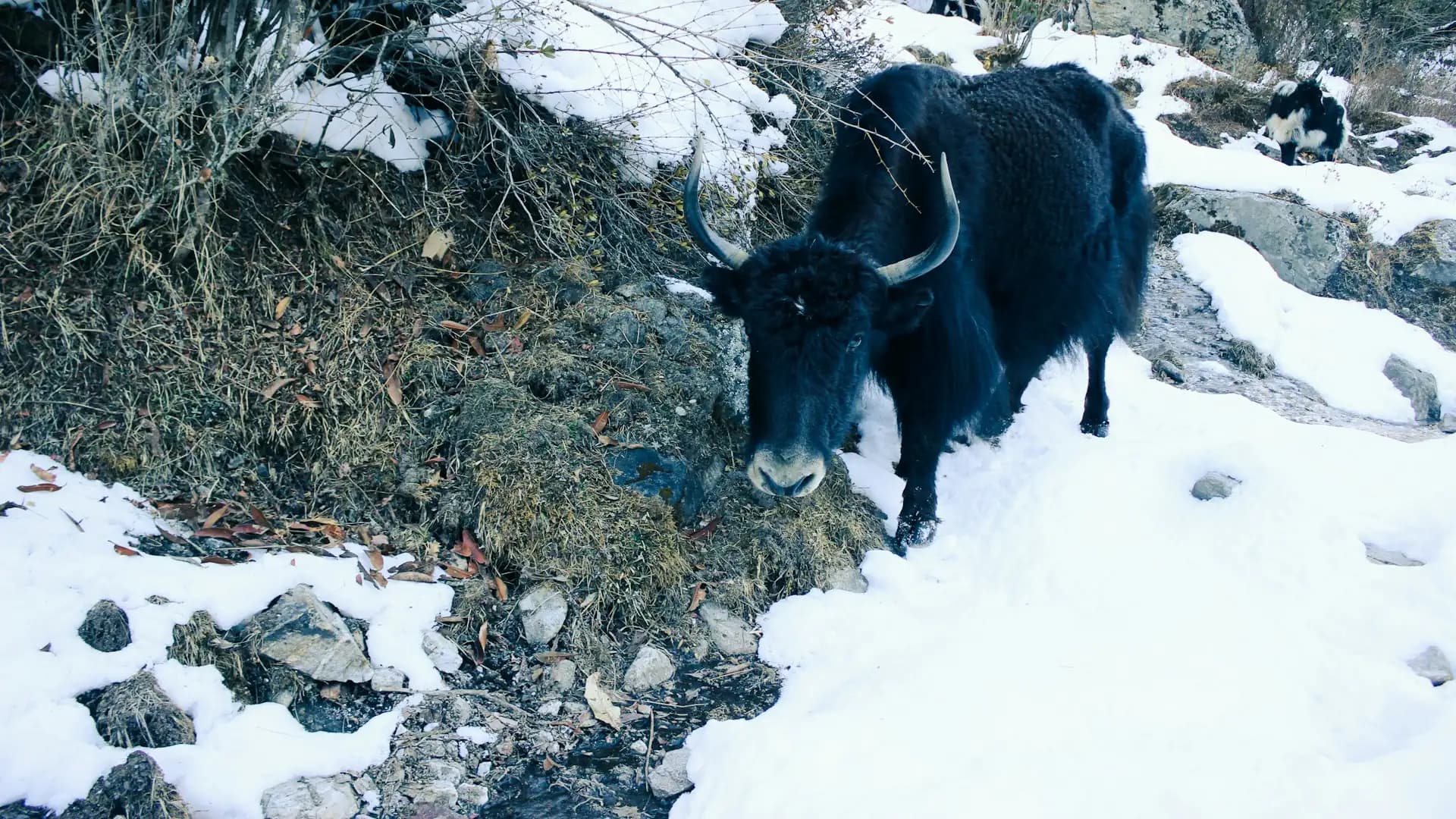 Langtang National Park | Guide, Wildlife, Permits & Facts