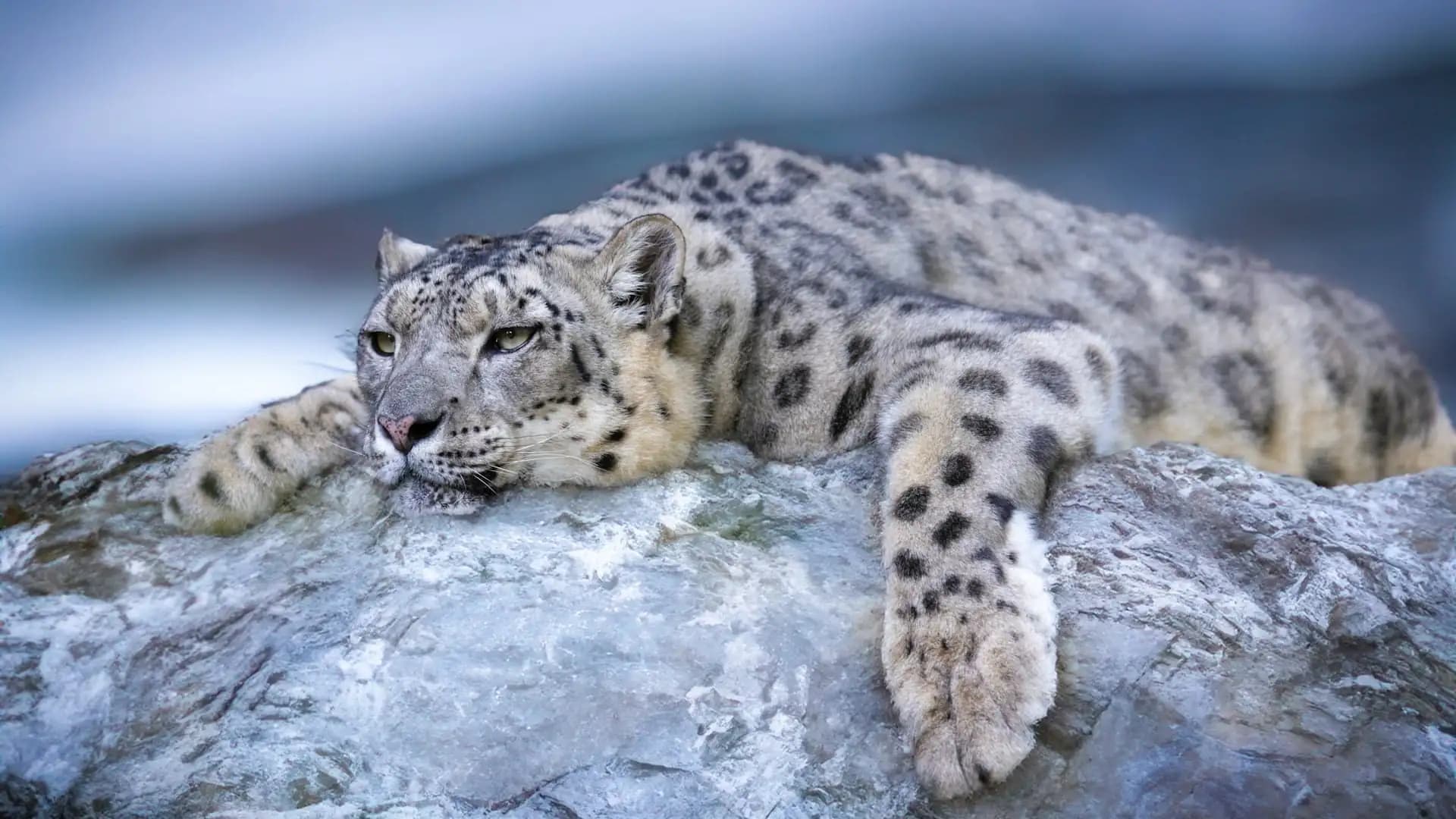 Animals That Live on Mount Everest: Snow Leopards & Wildlife