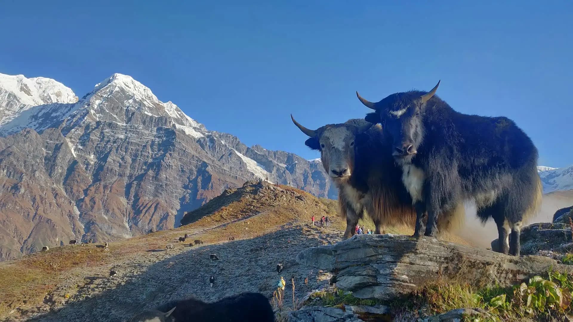 Mardi Himal Trekking Itinerary: 3, 4, 5, 7 & 9-Day Options